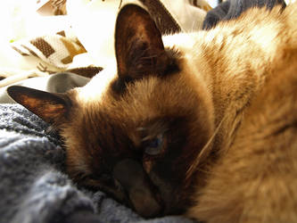 Bastet sleeping