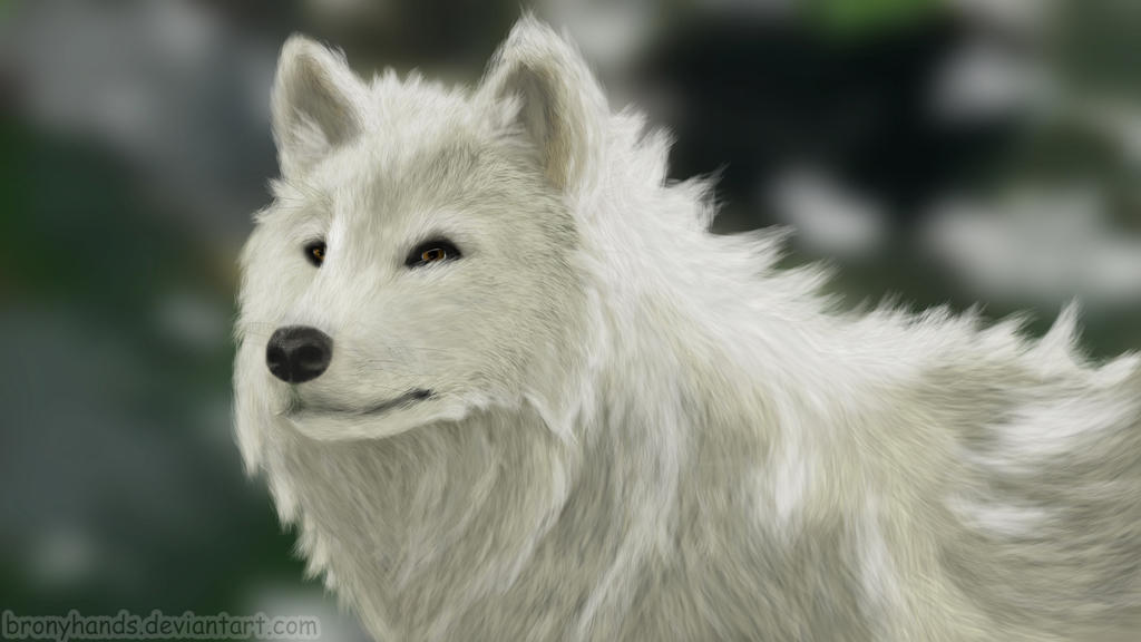 White Wolf (Thanks for the 1000 Watchers)