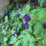 Purple Flowers - Spirit Day@