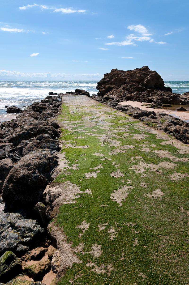 Jetty covered by green algae