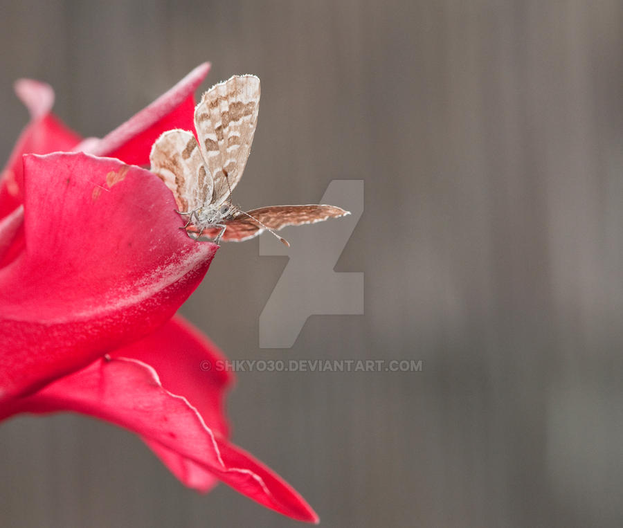 Close-up on a little butterfly