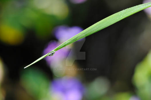 Little Water Drop on a Grass Stem