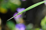 Little Water Drop on a Grass Stem by shkyo30