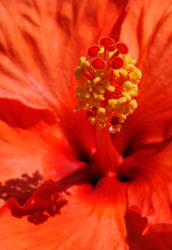 Heart of a Beautiful Orange Ibiscus Flower