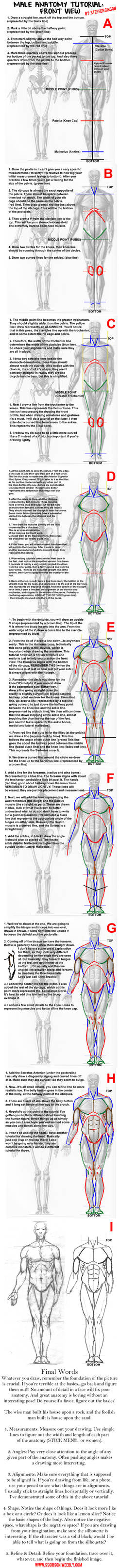 Male Anatomy: Front View Tutorial by SteveGibson on DeviantArt