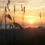 Fl. Sunset View at the Beach