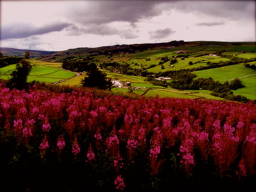 Wildflowers