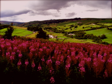 Wildflowers