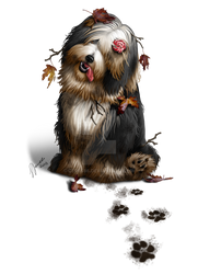 Bearded Collie - Commission