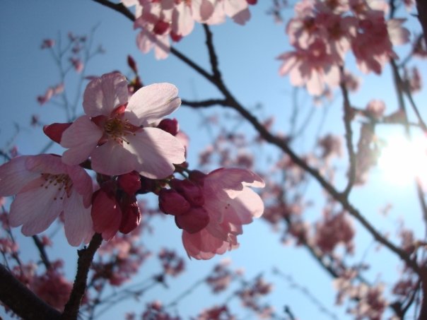 Sakura