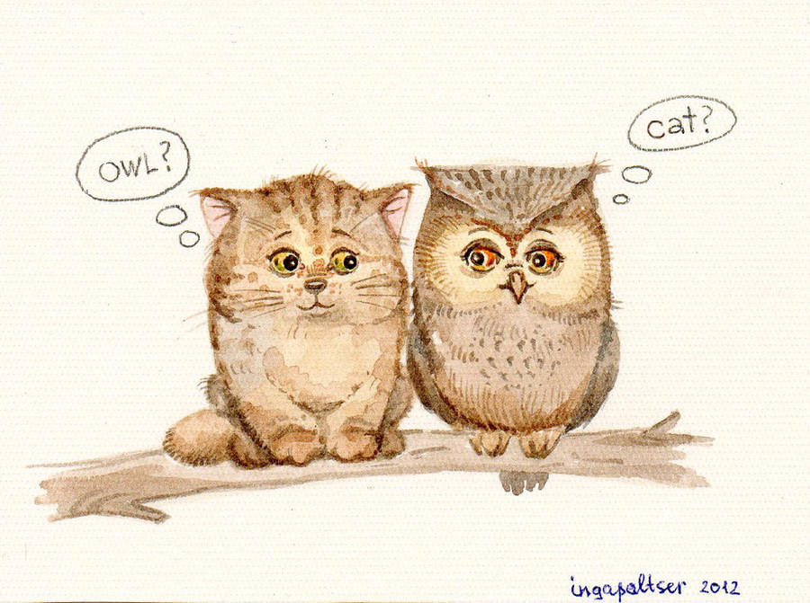 owls