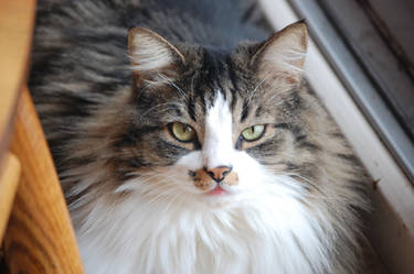 Norwegian Forest Cat Cat Closeup