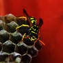 Wasp Macro
