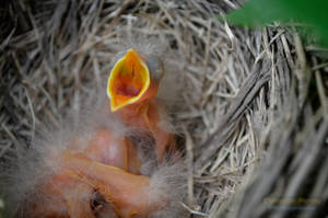 Feed Me Cries the Robin