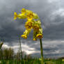 Yellow Smile Before Storm