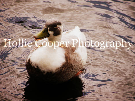 Duck in Stoke-On-Trent