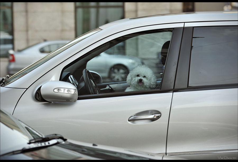 fashionable driver