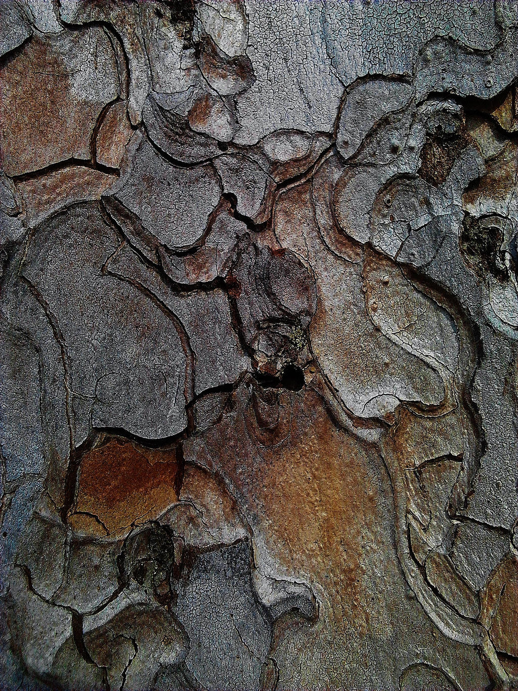 Trunk