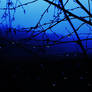 morning mist 2