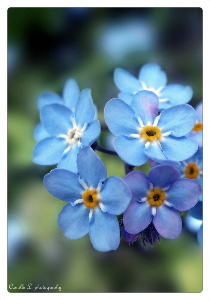 Myosotis