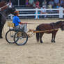 Miniature Horse Stock