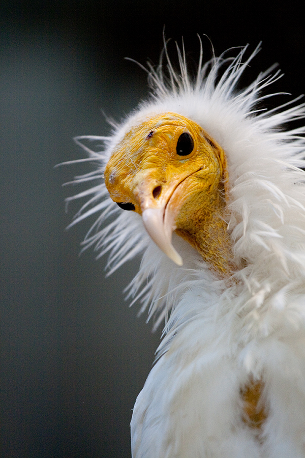 egyptian vulture