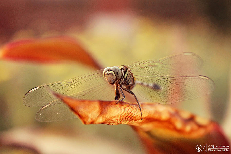 Dragonfly