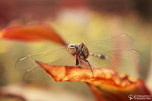 Dragonfly by njoyurdreams