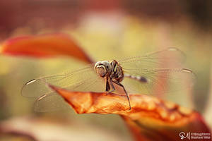 Dragonfly by njoyurdreams Dragonfly by njoyurdreams