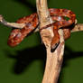 Corn snake (diffuzed)