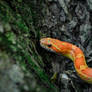 Corn snake for a walk