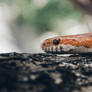 Corn snake for a walk