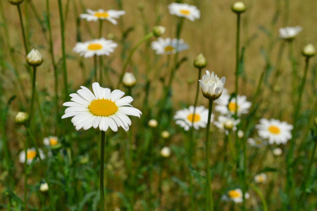 Summer daisies by Scotchupal