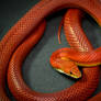 Red cornsnake