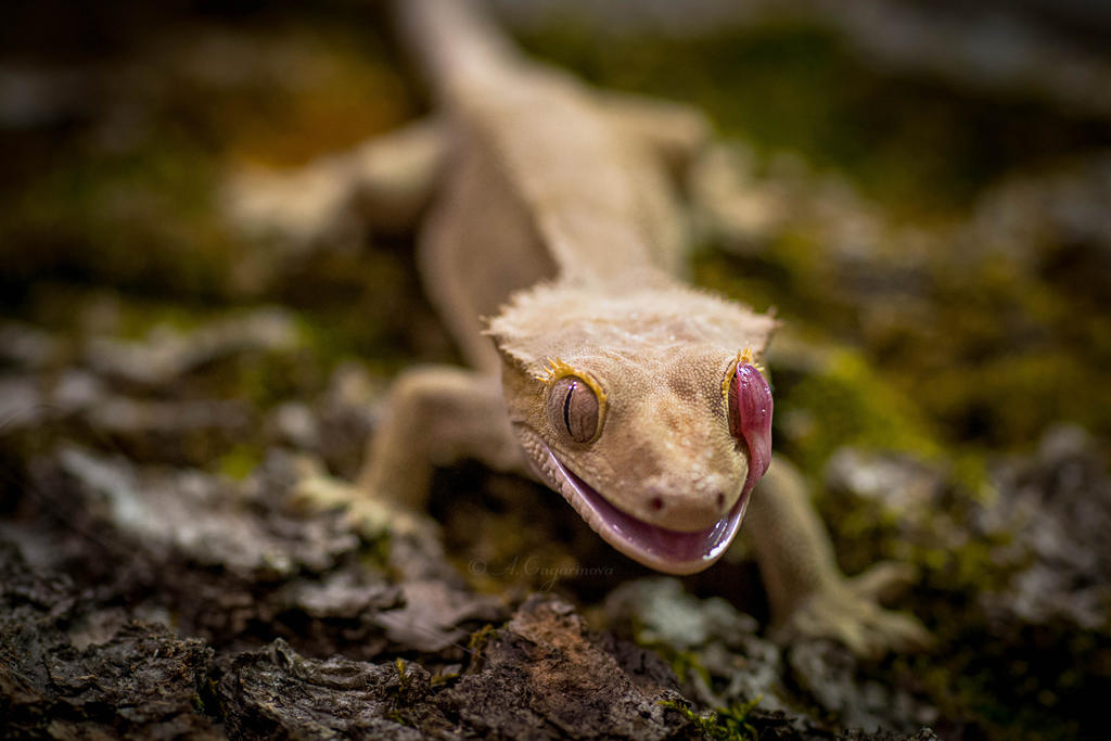 Winked gecko