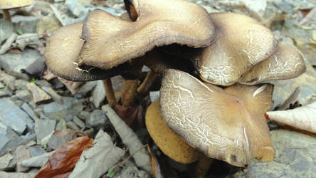 .mushroom