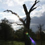 Unheimlicher Baum in der Sonne doch ganz nett