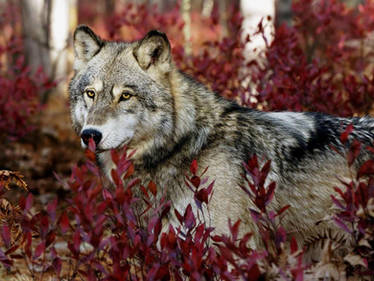Wolf in a red forest