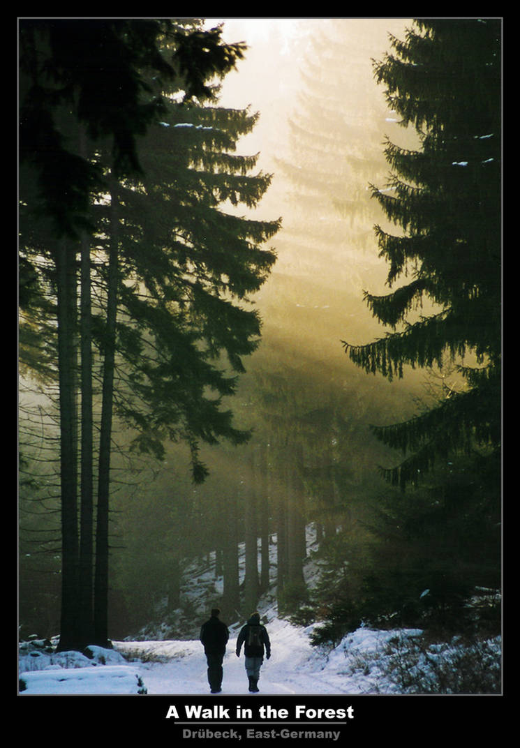 A Walk in the Forest