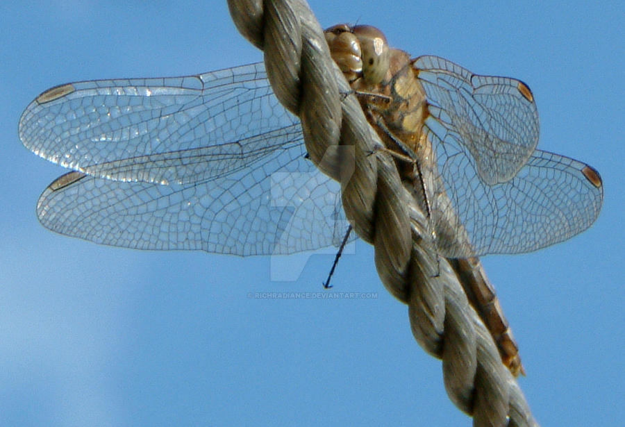 Rick Riker Dragonfly Deviantart Derek the Dragonfly by richradiance on DeviantArt