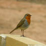 robin red breast