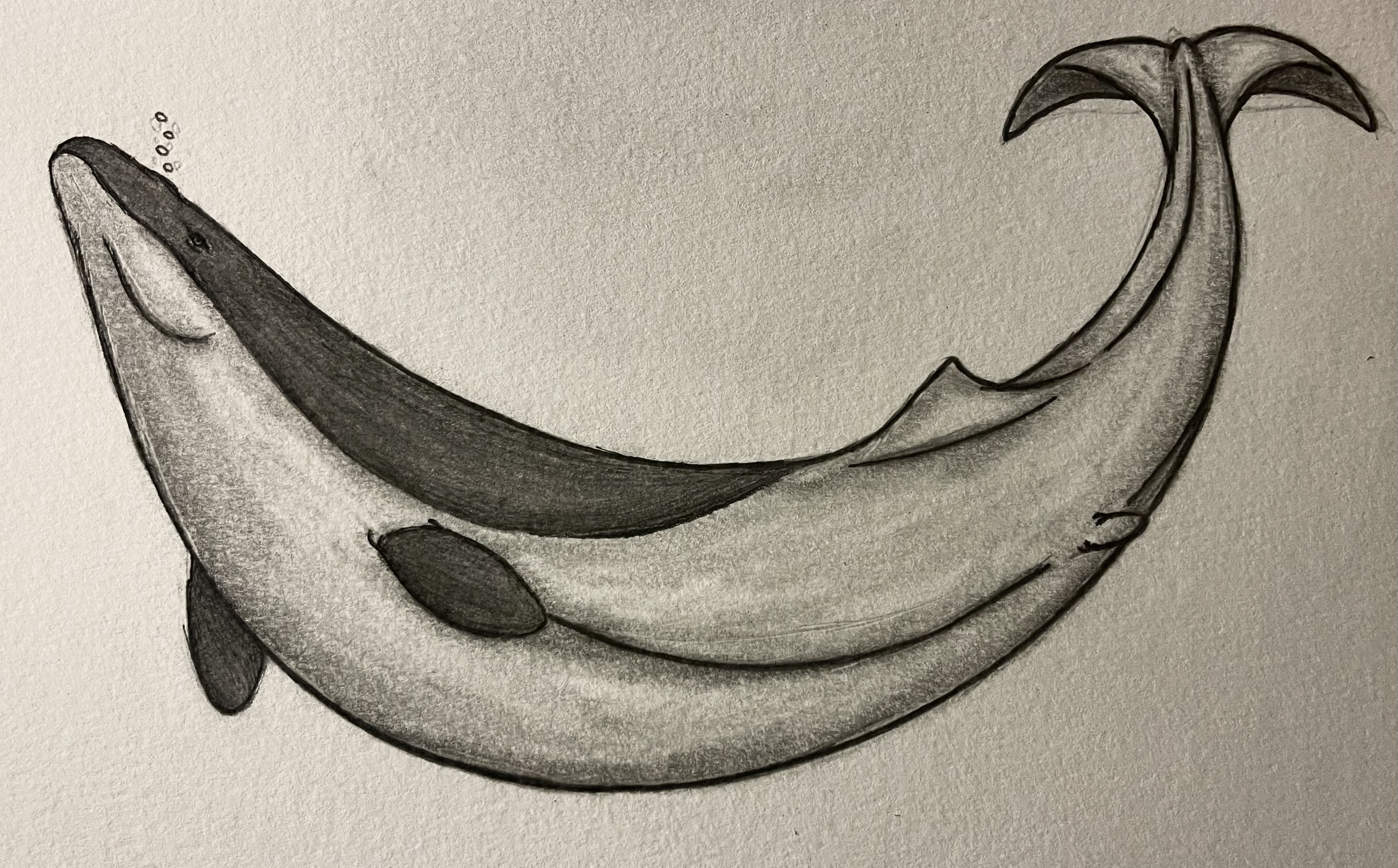 Basilosaurus Deviantart Basilosaurus by KingGiganoto5 on DeviantArt