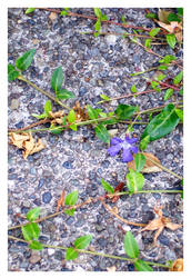 Lone Purple Flower