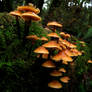 Mushrooms I