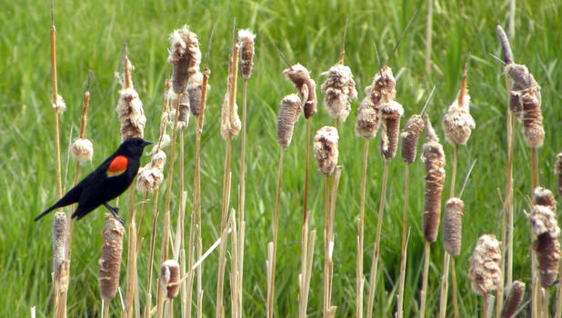 Red-winged Black Bird