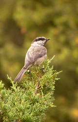 Mountain Chickadee