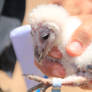 Barn Owl chick