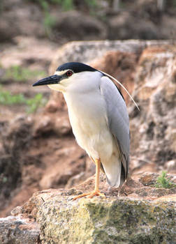 Night heron