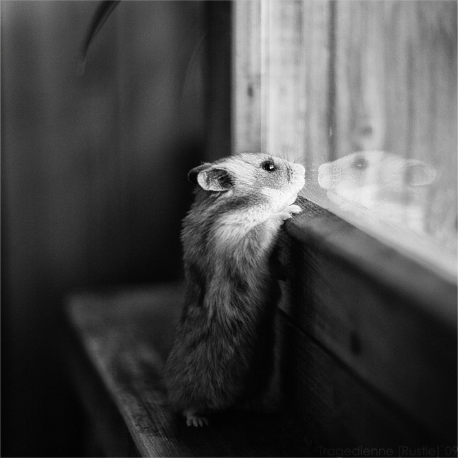 Hamster II by StacyD