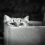 Cat Trap by StacyD
